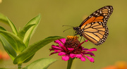 10th Aug 2020 - One More Monarch Butterfly!