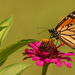 One More Monarch Butterfly! by rickster549