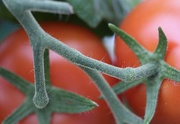 11th Aug 2020 - Tomatoes or Tomatoes?