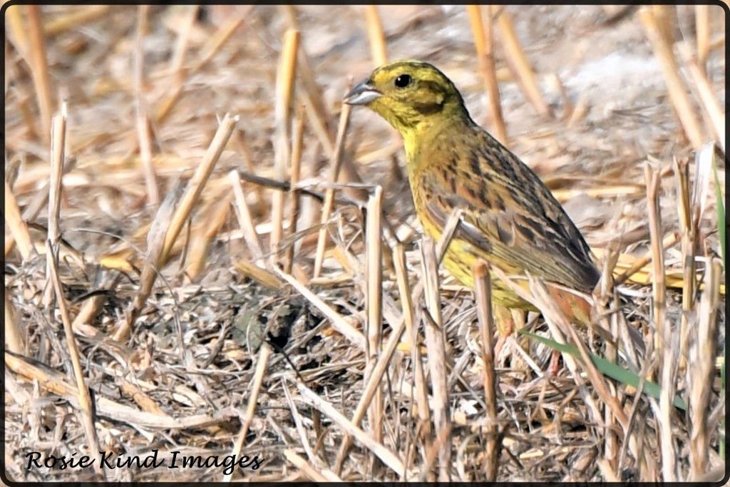 Yellowhammer by rosiekind