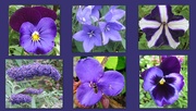 11th Aug 2020 - Shades of purple flowers