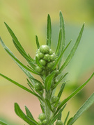 11th Aug 2020 - Horseweed Series Shot #2