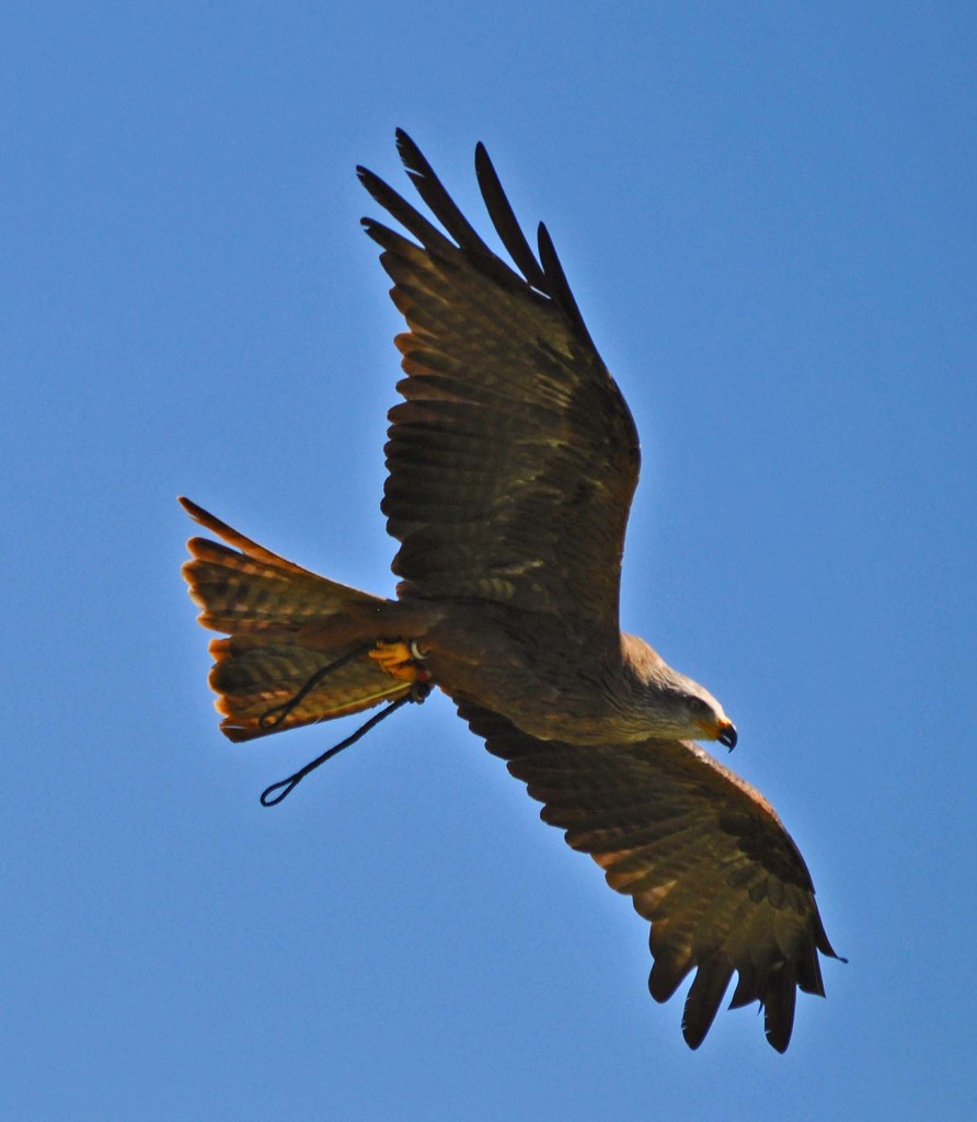 Bird of prey by philbacon