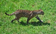 11th Aug 2020 - Leopard 