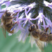 Honey Bees by thedarkroom