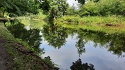 10th Aug 2020 - Bridgewater Canal at Dunham, Cheshire