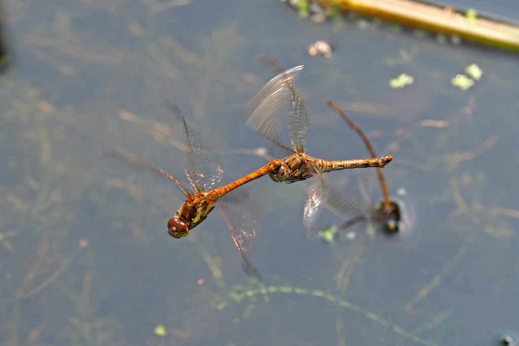 Common Darters Ovipositing by philhendry