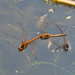 Common Darters Ovipositing by philhendry