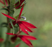 10th Aug 2020 - Cardinal Flower