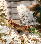 11th Aug 2020 - Furry butterfly