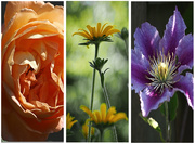 12th Aug 2020 - Flower collage