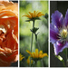 Flower collage by jon_lip