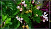 12th Aug 2020 - Miniature Begonia Flowers ~ 