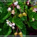 Miniature Begonia Flowers ~  by happysnaps