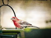 11th Aug 2020 - House Finch