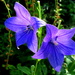 I love blue or purplish flowers by bruni