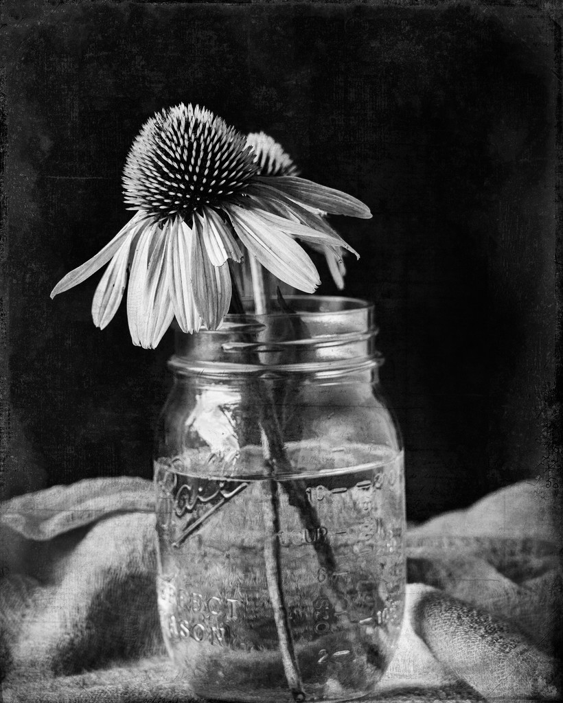 cone flowers bw by jernst1779