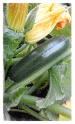 11th Aug 2020 - Courgette