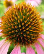 3rd Aug 2020 - Prickly Echinacea