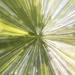 Zoom Burst Trees II by timerskine