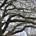 Oak tree by sandradavies