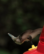 11th Aug 2020 - Hummingbird 