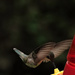 Hummingbird  by radiogirl
