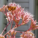Hairy Eutrochium maculatum (Joe Pye Weed) by tanda