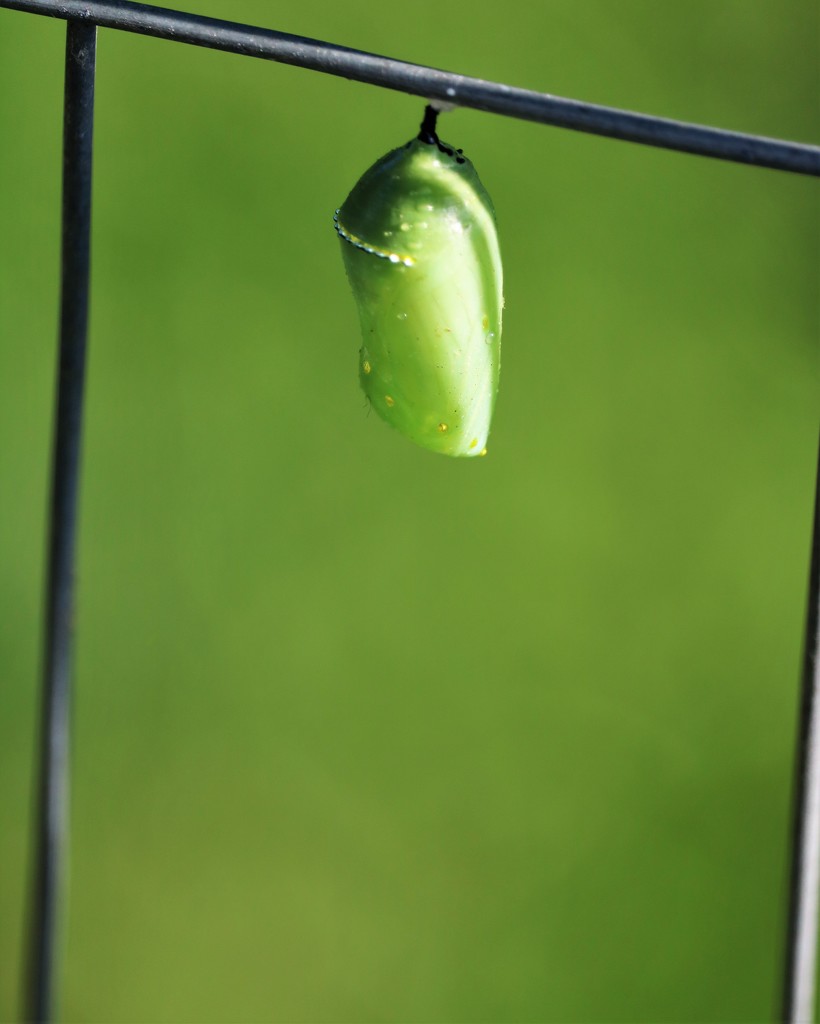 August 11: Monarch Chrysalis by daisymiller