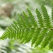 Forest Fern by helenhall