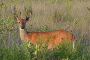 11th Aug 2020 - Buck in the field
