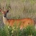 Buck in the field by annepann