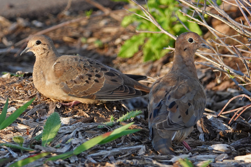 Mourning Doves by annepann