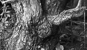 10th Aug 2020 - Tree Trunk