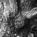 Tree Trunk by lilh