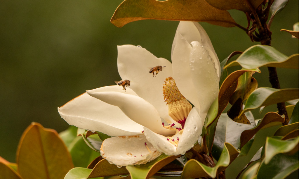 Magnolia Flower Being Photobombed! by rickster549
