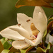 Magnolia Flower Being Photobombed! by rickster549