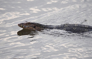 12th Aug 2020 - Amphibious Monitor Lizard