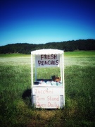 11th Aug 2020 - Fresh Peaches