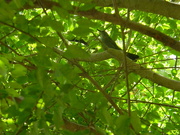 11th Aug 2020 - Bird in Blackgum Tree