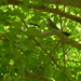 Bird in Blackgum Tree by sfeldphotos