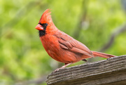 12th Aug 2020 - First Cardinal