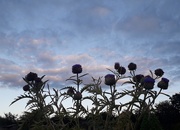 5th Aug 2020 - Artichokes in the evening 