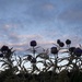 Artichokes in the evening  by jokristina