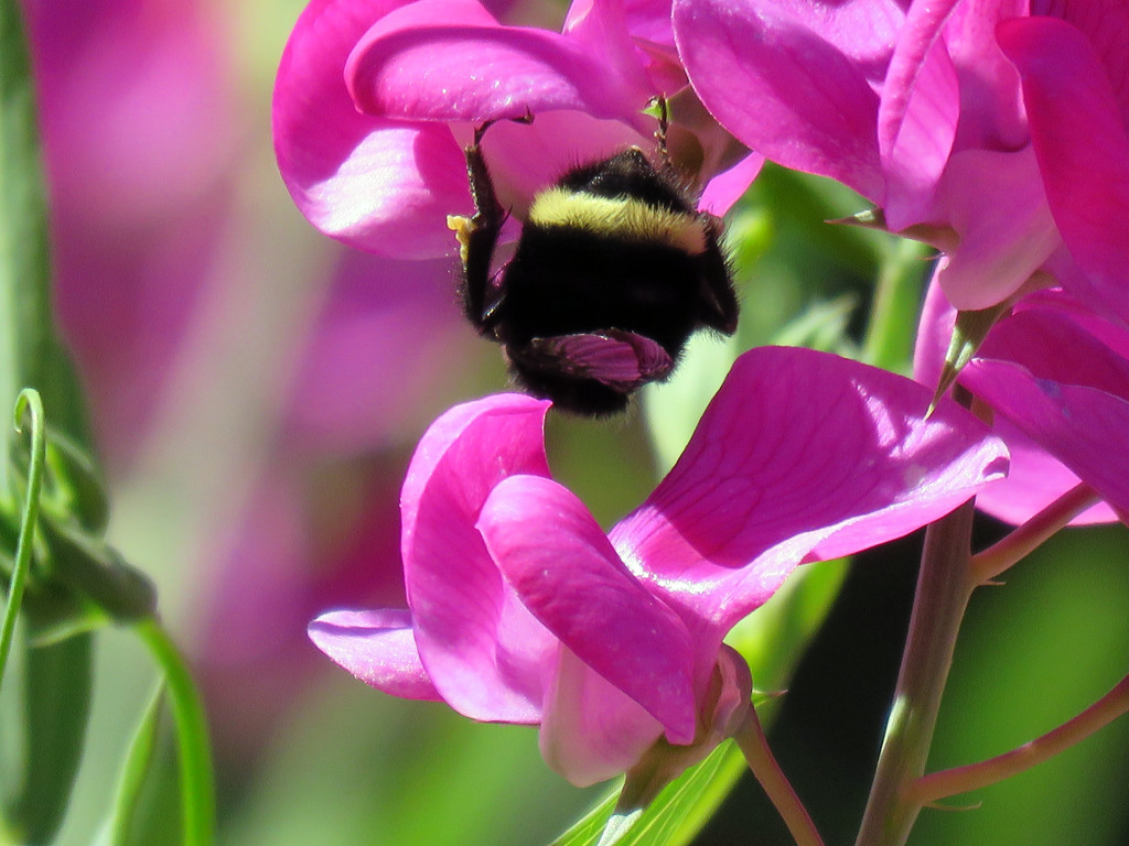 Bumblebee Behind by seattlite