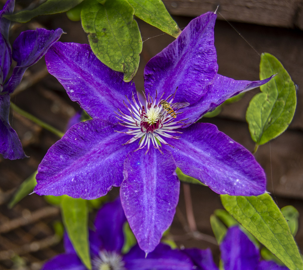 Clematis by clivee