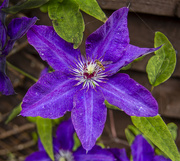11th Aug 2020 - Clematis