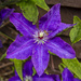 Clematis by clivee