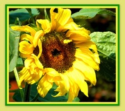 12th Aug 2020 - Sunflower from Vine House.