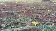 13th Aug 2020 - yellow flowers